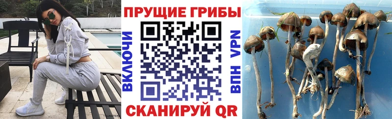 блэк спрут онион  Западная Двина  Галлюциногенные грибы мухоморы 